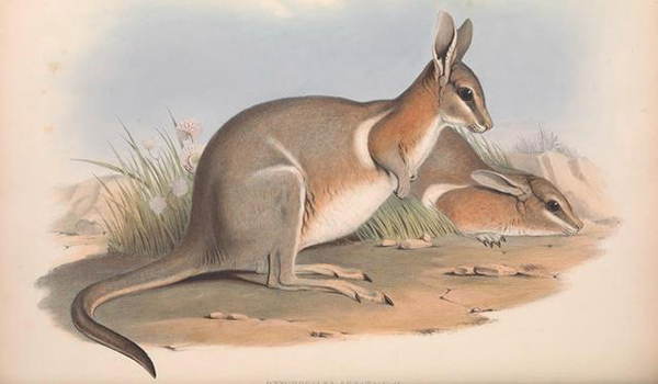 猫狗祖先的进化史,猫狗在现今社会的地位