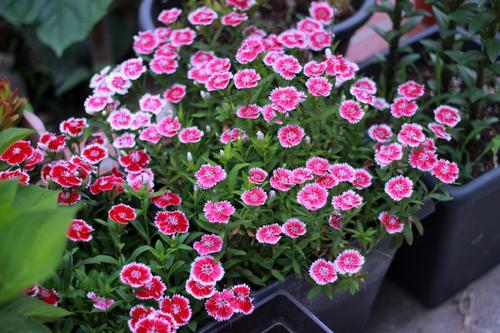 100种漂亮的夏花图片,30种夏花图片大全