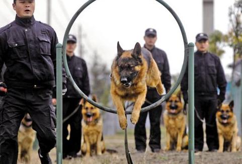 不被禁养的又聪明又护主的狗,哪种狗好养通人性保护主人