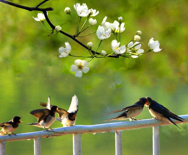 心间若有桃花源何处不是水云间,心中若有桃花源何处不是水云间