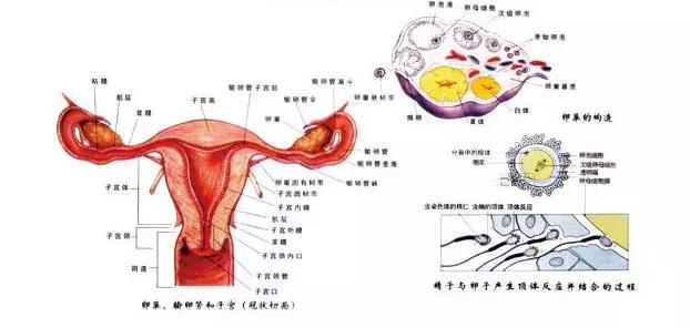 做“紧致女人”，学会这招就够了