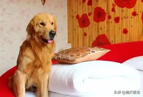 带宠物住宿酒店,带宠旅行酒店