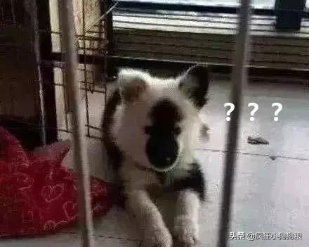 哈士奇和萨摩耶的幸福日常,哈士奇与萨摩耶的爱情