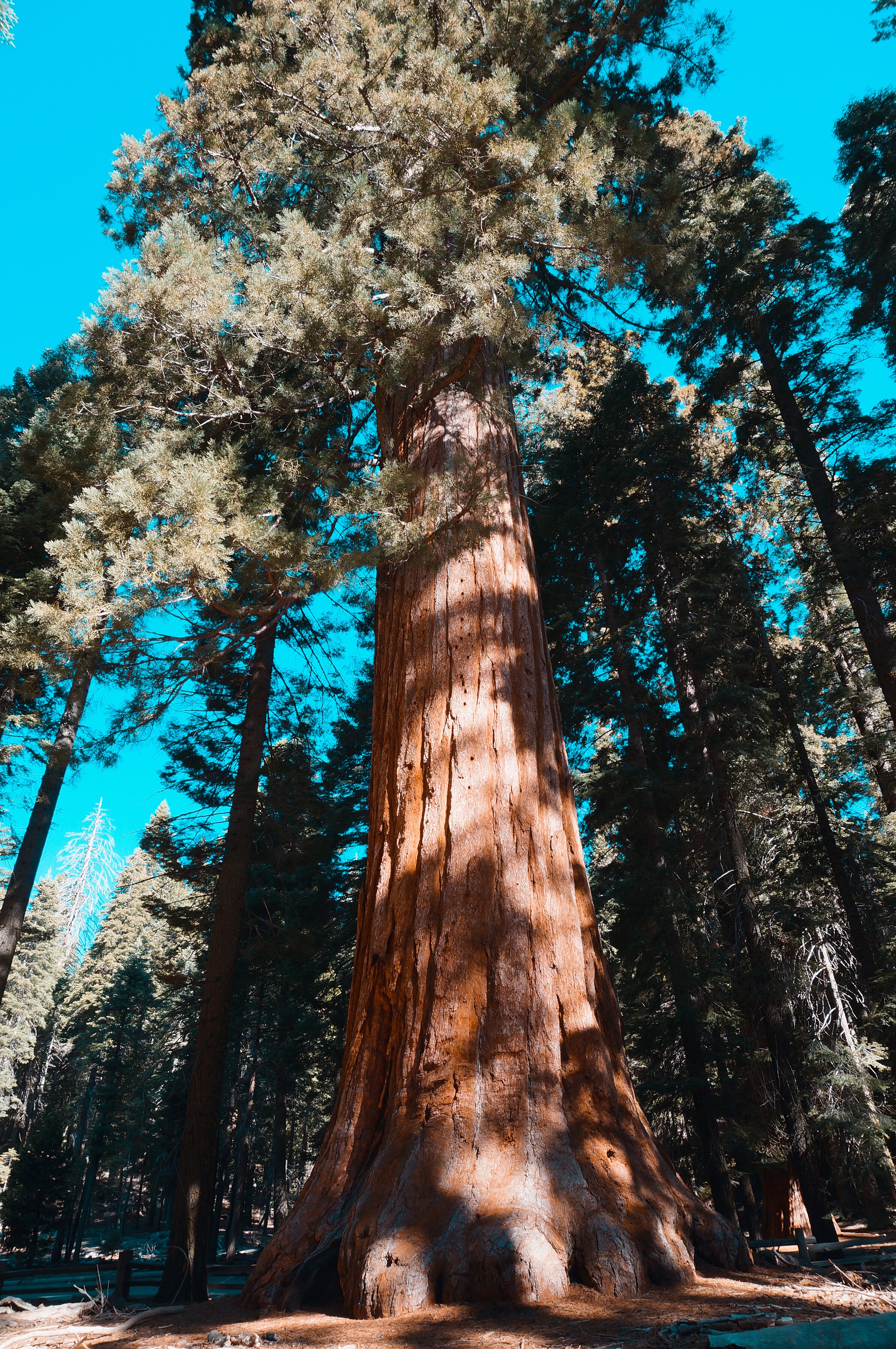 美国优胜美地国家森林公园风光,上帝的伊甸园伊犁