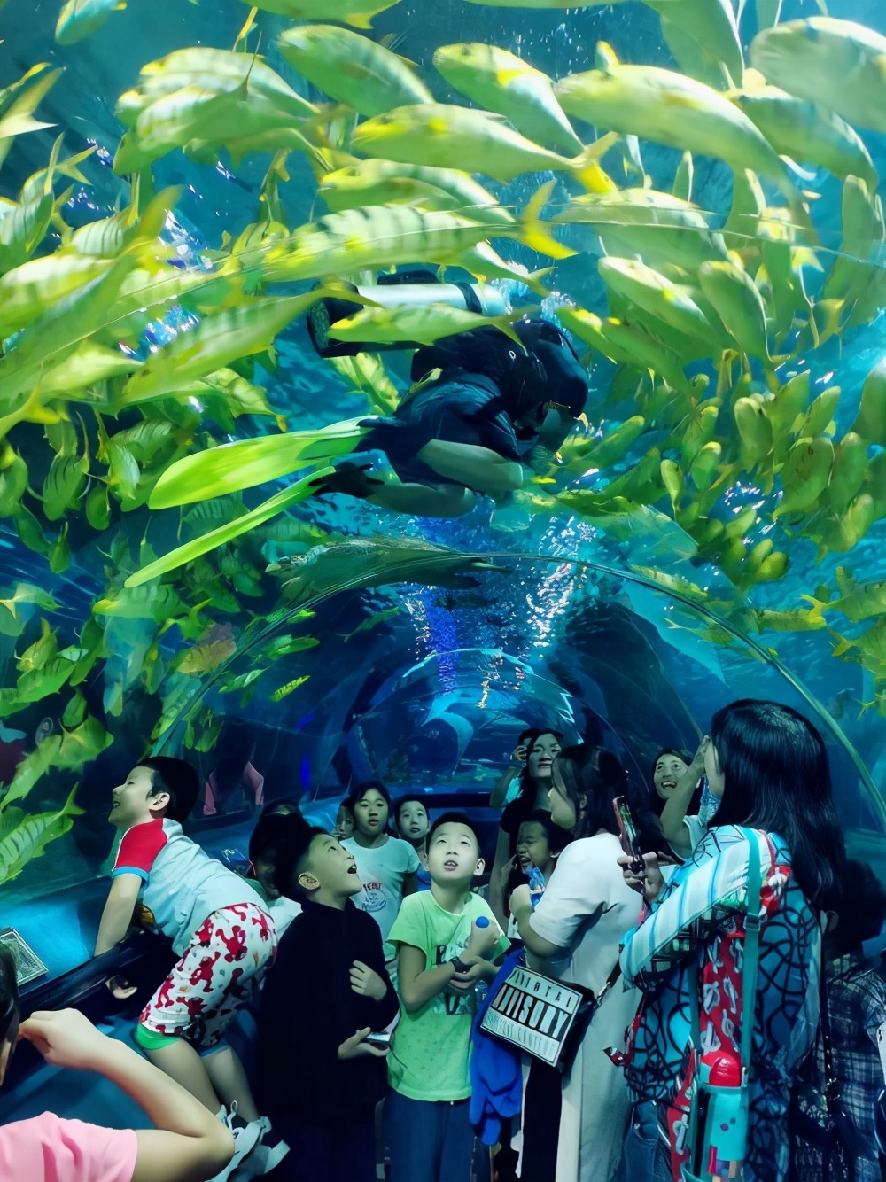 守护海洋生命，富国海底世界在行动