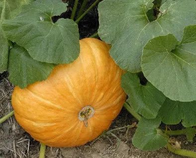 30多年老医生妙招治痔疮,国医大师根治顽固性痔疮