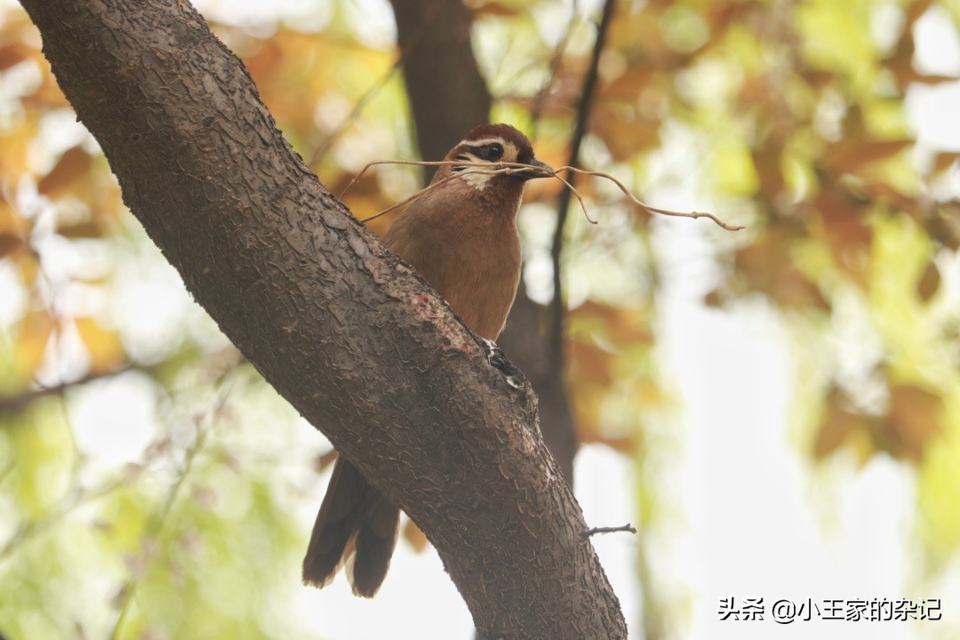 国际爱鸟日天桥岭,国际爱鸟日