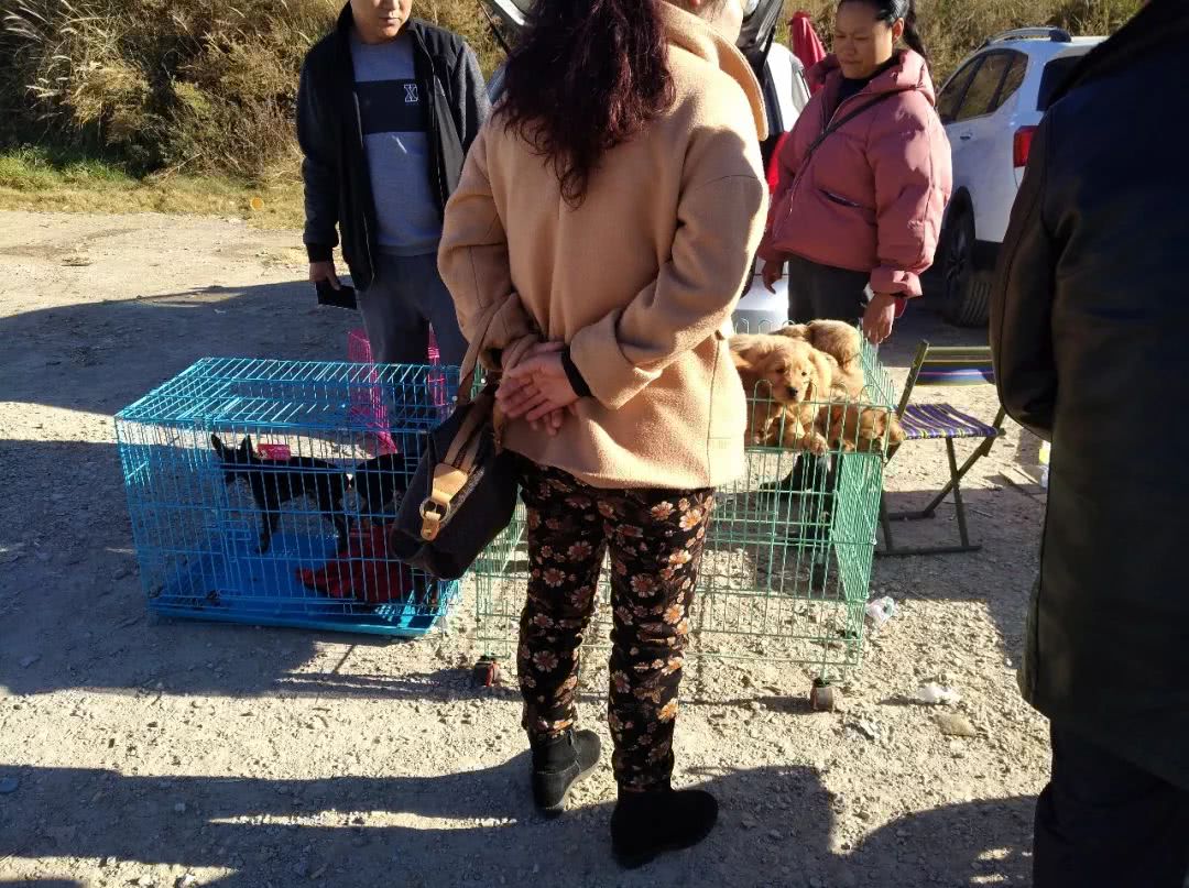 同城金毛幼犬多少钱一只,金毛幼犬狗市