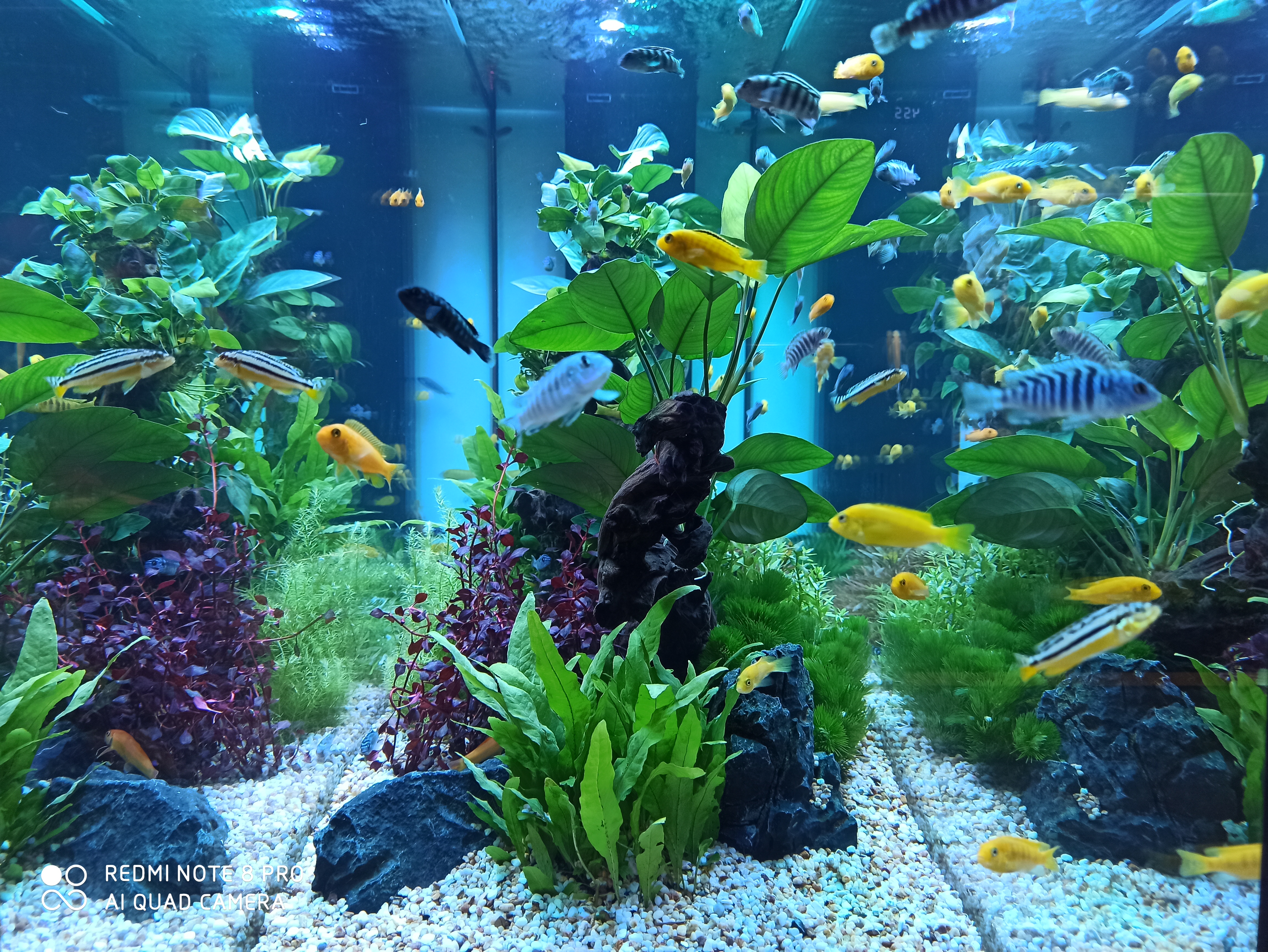 水草缸如何养虾和鱼,水草缸养好水草