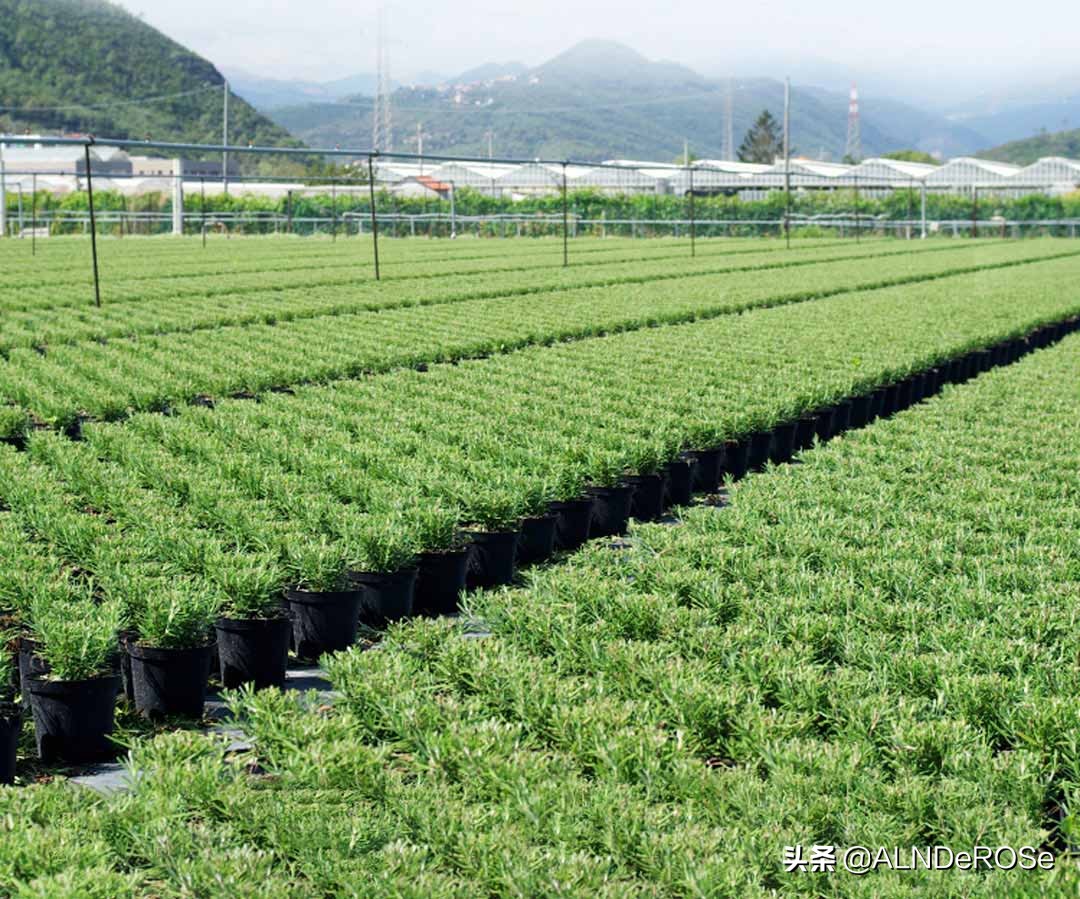 马鞭草酮迷迭香纯露适合什么肤质,马鞭草酮迷迭香纯露的功效与作用