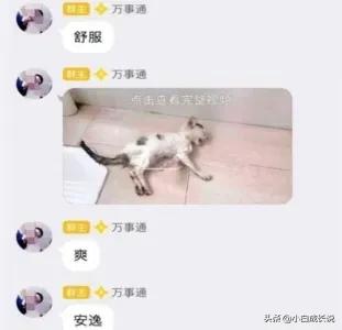 为什么虐猫会被批判,为什么现在虐猫都能上热搜