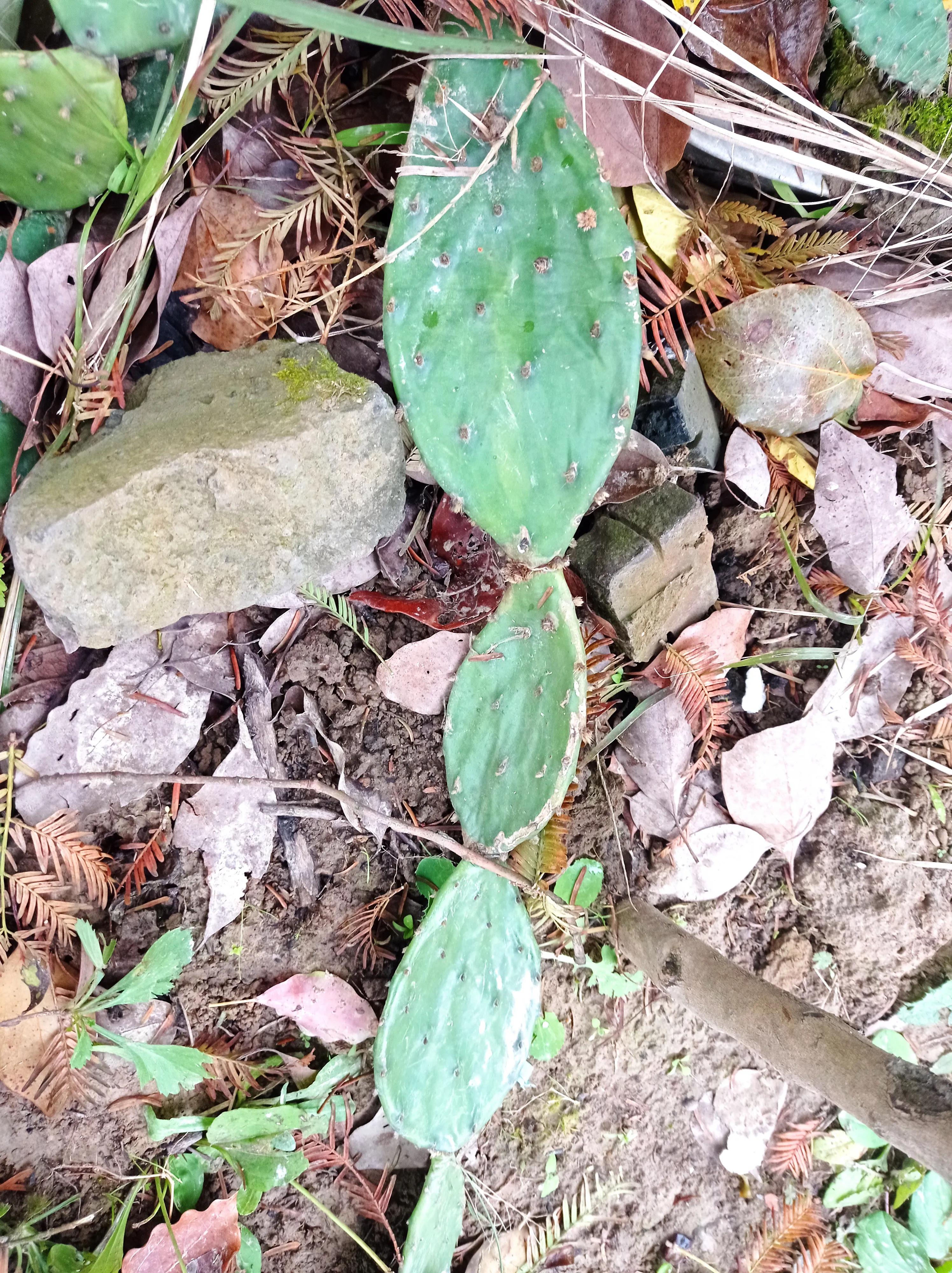 老家的仙人掌视频,老家房顶上的仙人掌