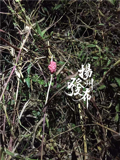 野外的东西可别乱吃,野外的东西尽量不要乱吃