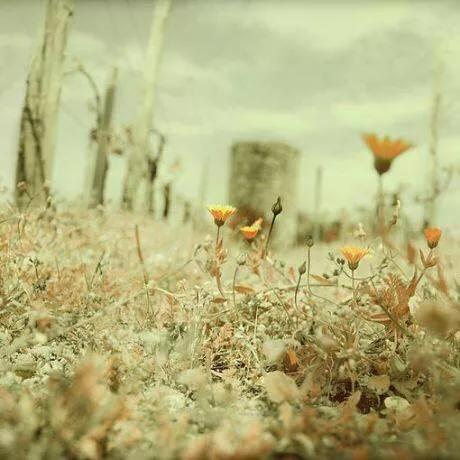 有些风景适合喜欢却不适合收藏,有些风景只适合遇见而不能久伴