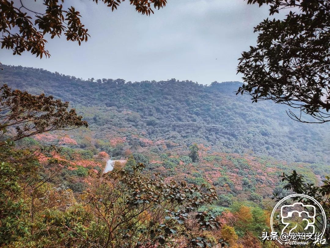 广州南沙黄山鲁森林公园攻略,广州黄山鲁森林公园好玩吗