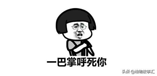 世界穿山甲日/专家建议对穿山甲等“生态灭杀”，我们坚决拒绝