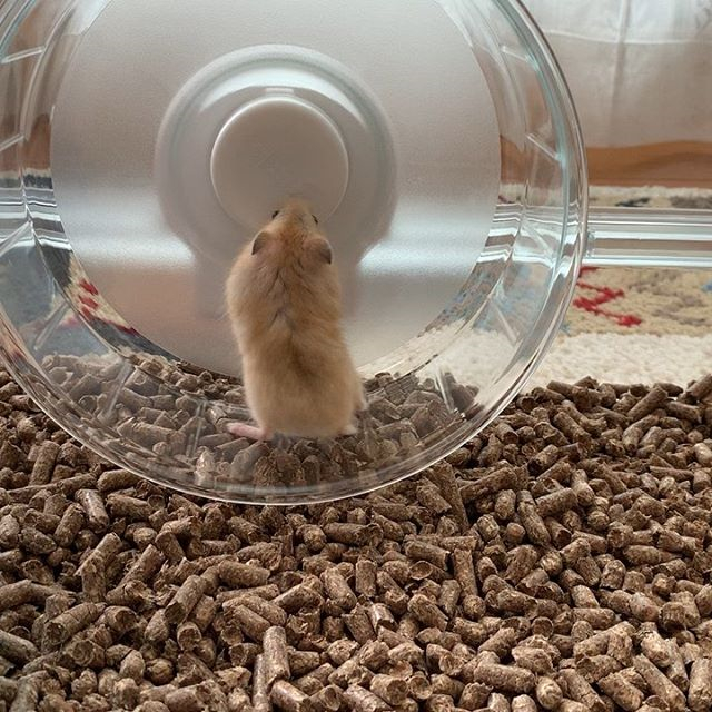 仓鼠中暑如何解决问题,仓鼠中暑应该用什么缓解