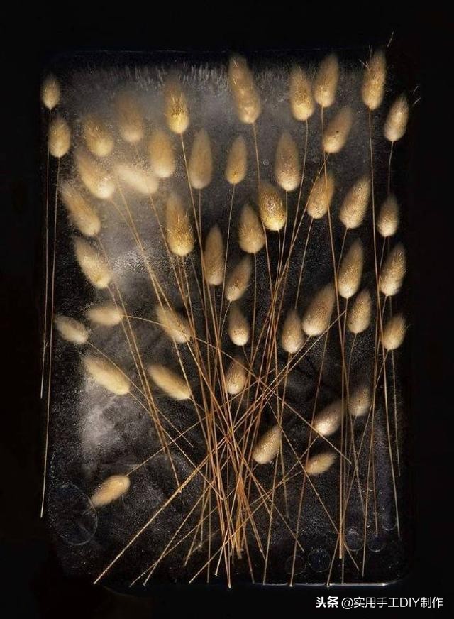 鲜花摄影作品欣赏,高清鲜花美图