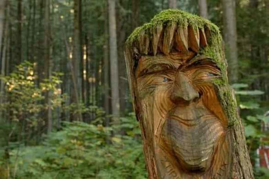 加拿大童话梦想！隐藏八百年前森林中，百万游客，老板：我不玩了