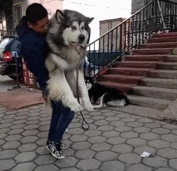 阿拉斯加还能这么养,阿拉斯加值不值得养