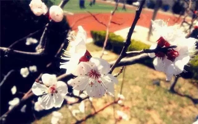 八中高中全景图,2019高考八中