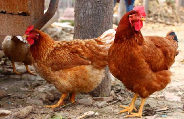 鸡传染性喉气管炎如何防治,鸡传染性喉气管炎用什么药治疗