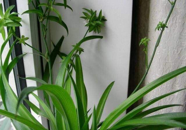 为什么吊兰开一次花就不开了,为什么吊兰一浇水就烂