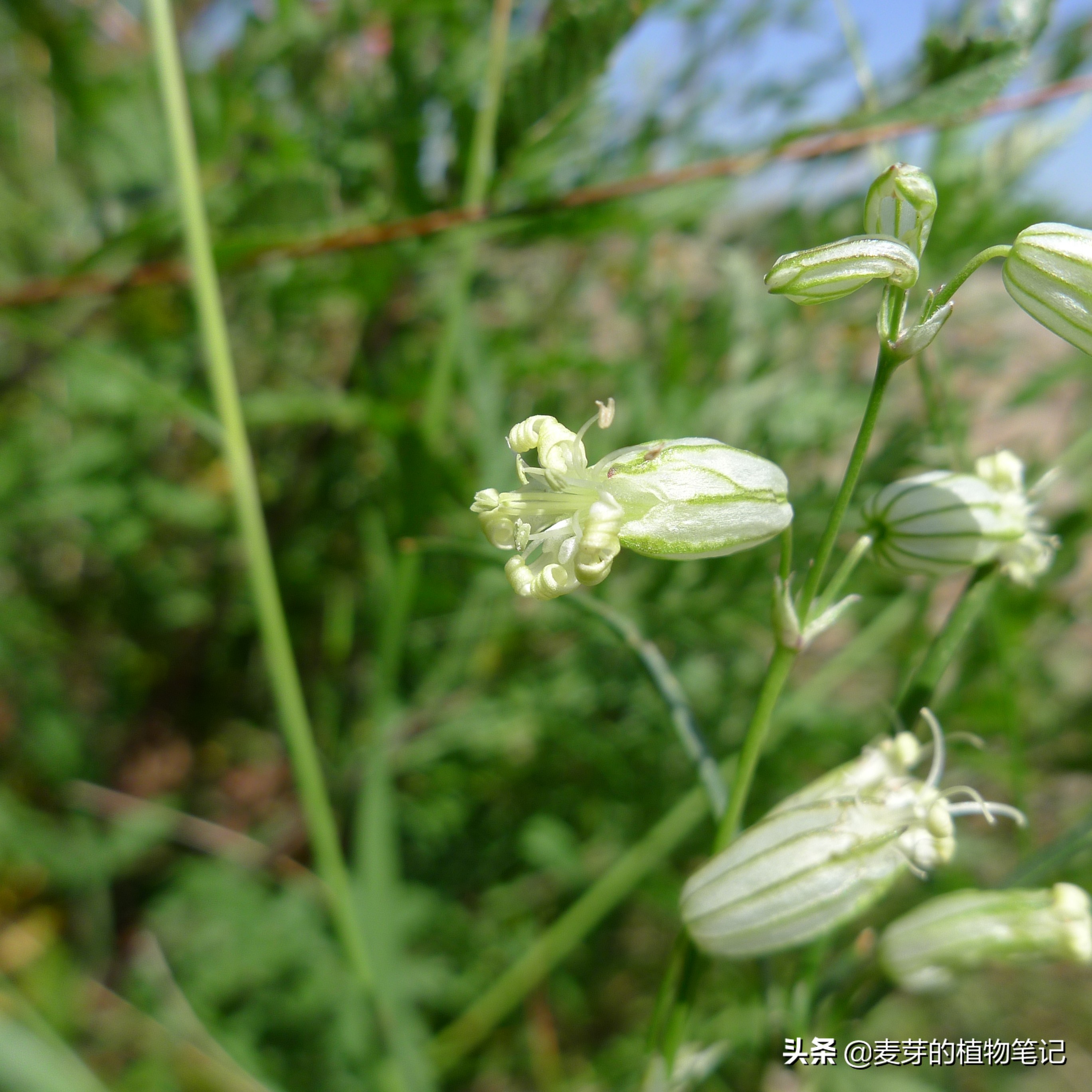 带动物名的植物,哪些动物的名字和植物的相近