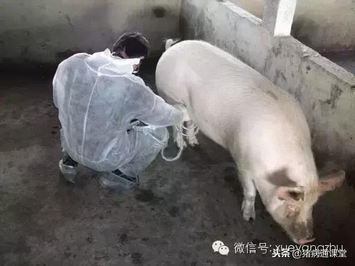 怀孕母猪的饲养管理关键点,妊娠母猪最新管理方法