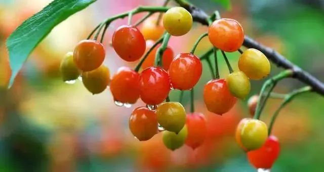 西安周边现在哪的樱桃成熟,西安摘樱桃好去处有哪些