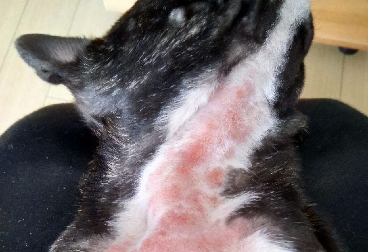 推荐你养这几种狗聪明又招财,这几种狗越养越值钱