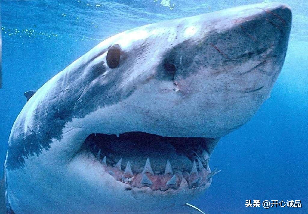 极限工作之捕鲨:年捕杀2亿条!虽说给了份子钱,鱼翅能不吃吗?