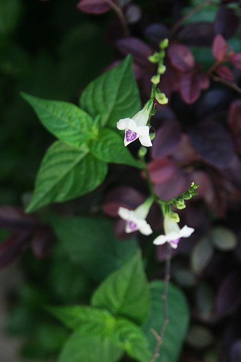 紫玉箫全部视频,紫玉箫全文