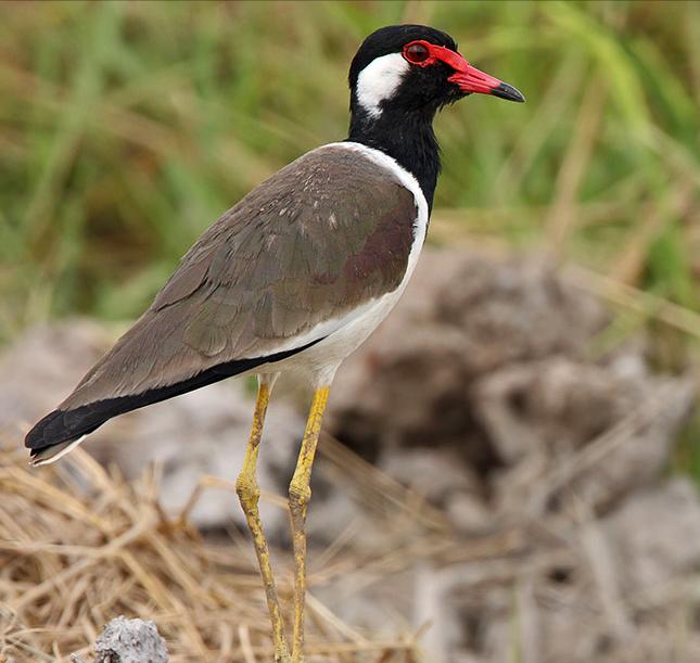 东江揽胜,惠州淡水常见鸟类图谱