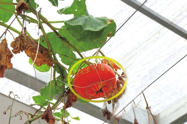 重庆太空梦幻农业科技,大渡口梦幻太空农场