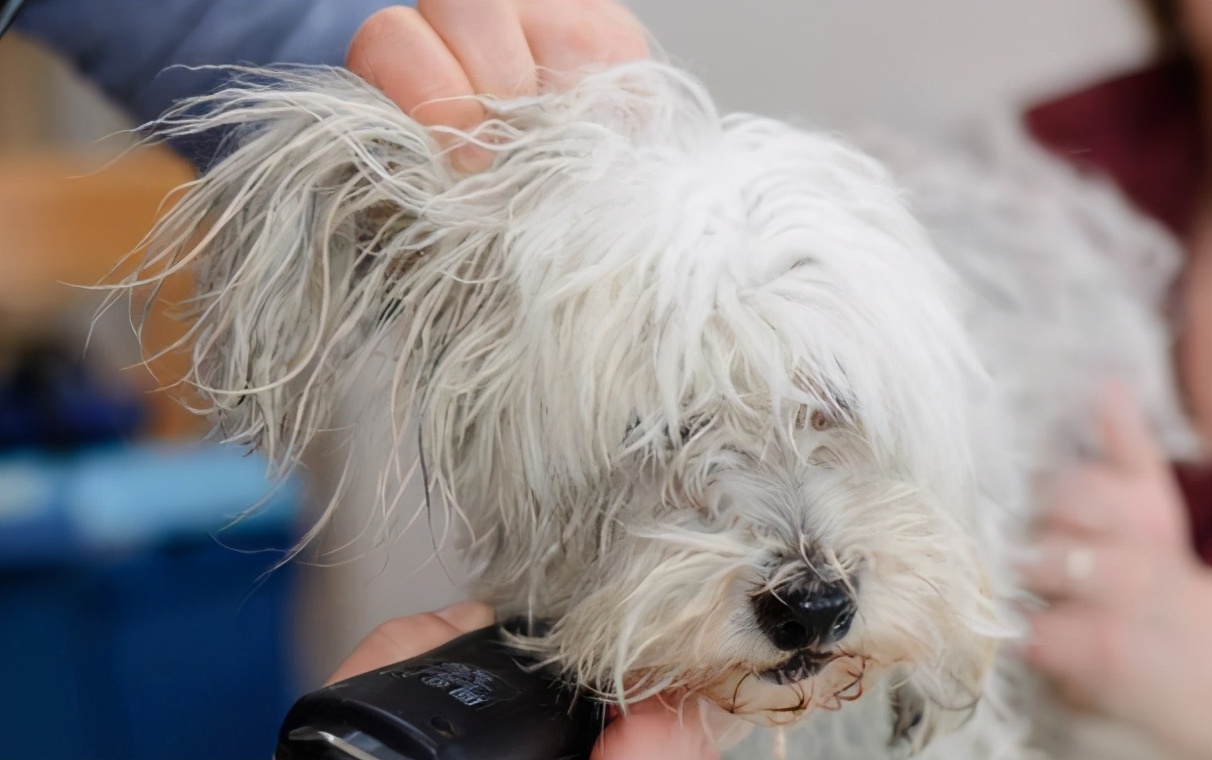 狗狗吃盐分过多会怎么样,狗狗摄入过多油脂会怎么样