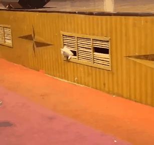 一到毕业季,我们大学的校猫就疯了哈哈哈