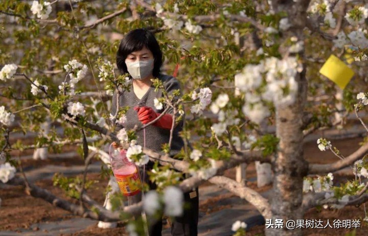 小樱桃坐果率低怎么回事,今年大樱桃坐果怎样