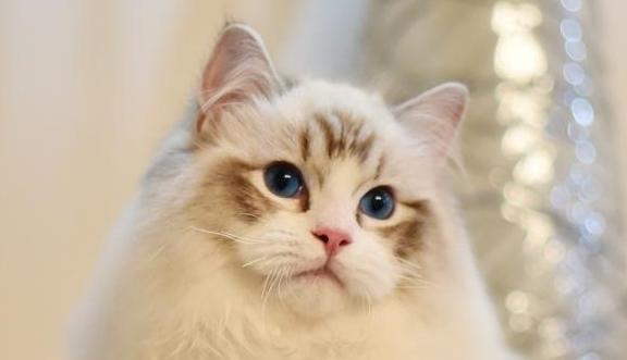 布偶猫如何喂养最好,布偶猫好养吗要怎么正确喂养它