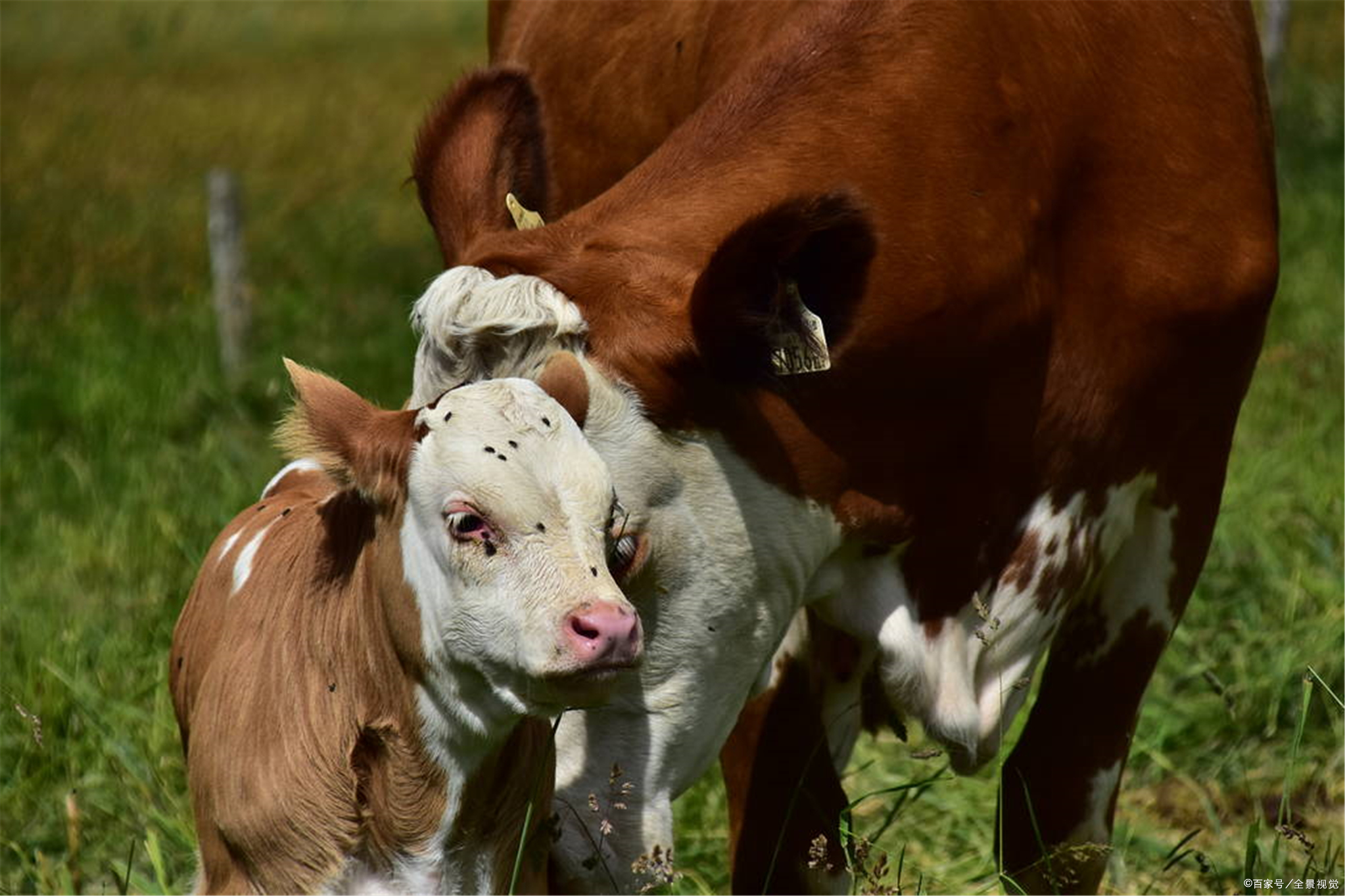 养殖牛犊喂到成牛利润大吗,三百斤的牛犊要养多久才能卖