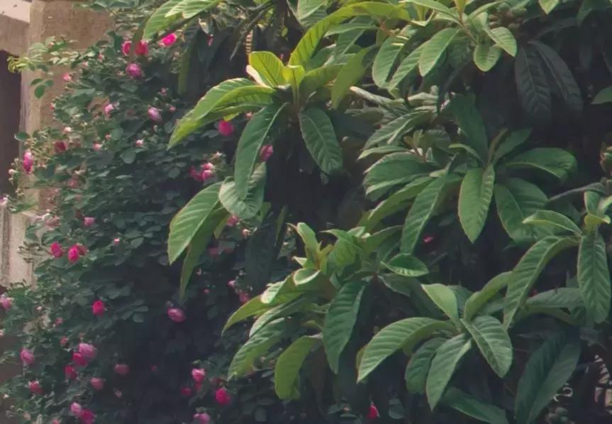 腾龙35-150mmf2-2.8新品,腾龙35-150焦外表现