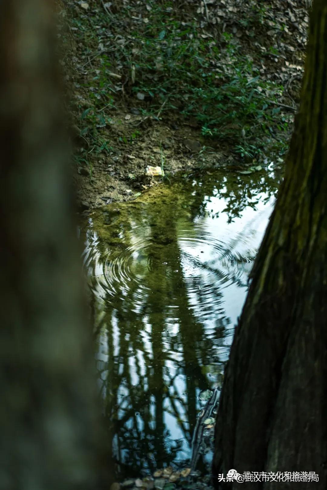 蔡甸区游玩,蔡甸在哪里
