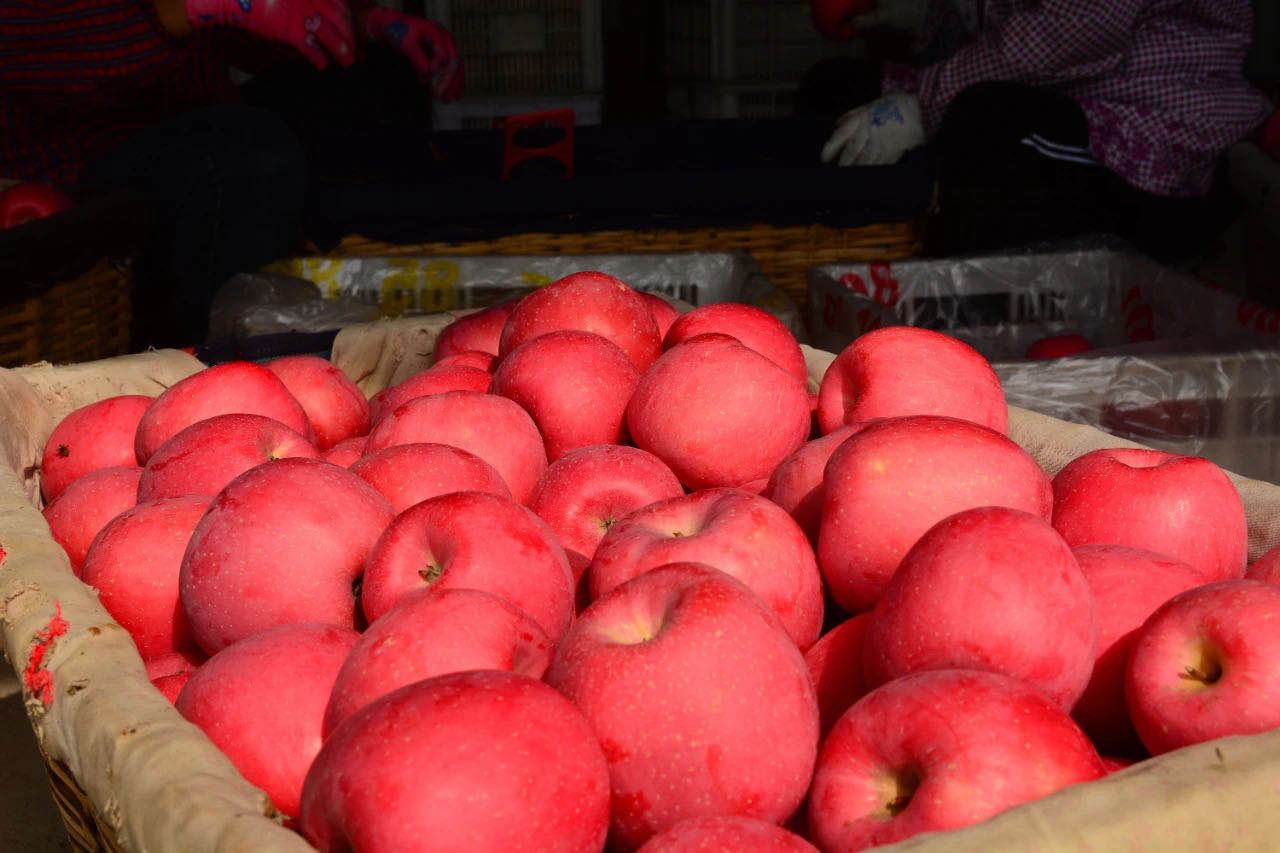 蓬莱红富士苹果多少钱一斤,烟台蓬莱苹果收购价七块五