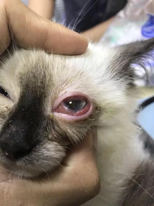 给猫咪治结膜炎要多少钱,我家一窝猫咪都有结膜炎