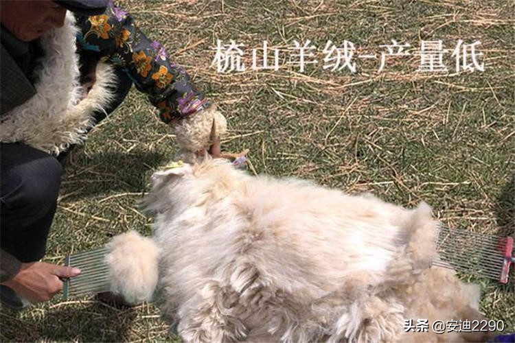 羊毛与羊绒毛衣如何辨认,毛衣羊毛和羊绒哪个质量好