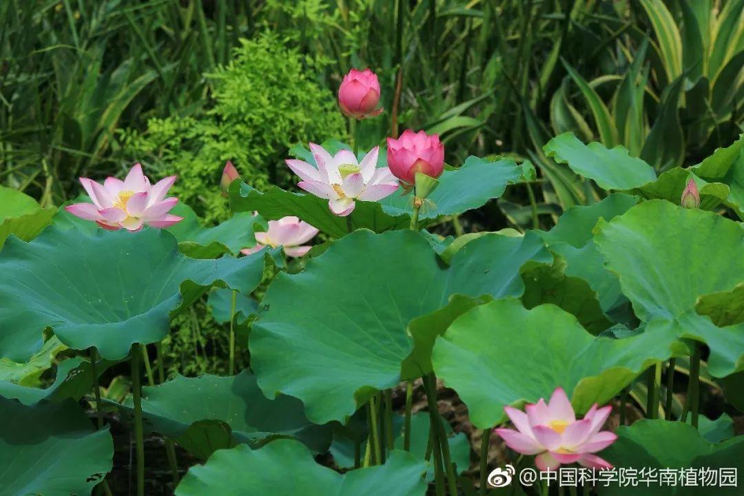 广州有荷花的地方,广州周边的荷花景点推荐