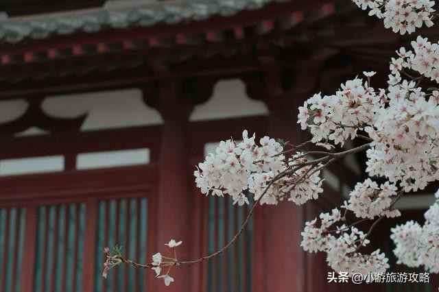 国内赏樱胜地大全,全国赏樱地图出炉共赴浪漫樱花约