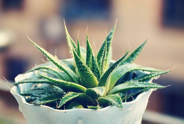 不适合家庭室内养的花与绿植,室内养花什么花最好养又对身体好