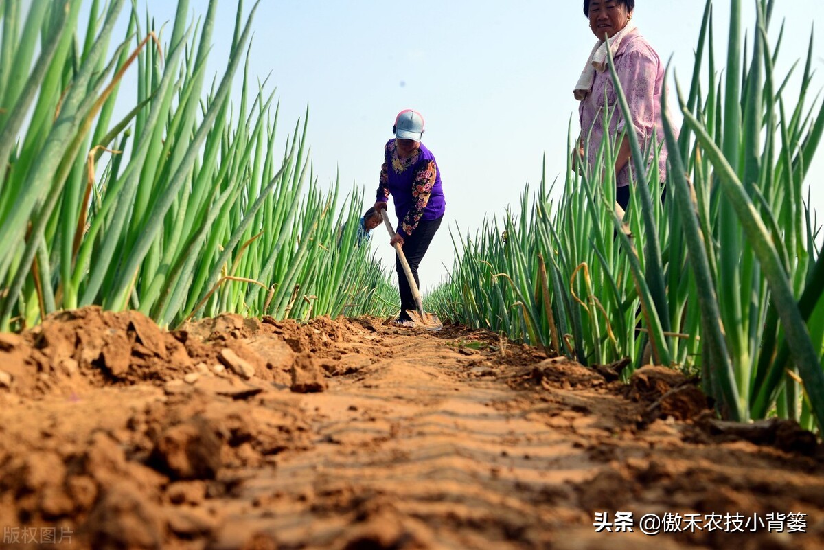 怎样种出大葱,如何种出来的大葱甜不辣