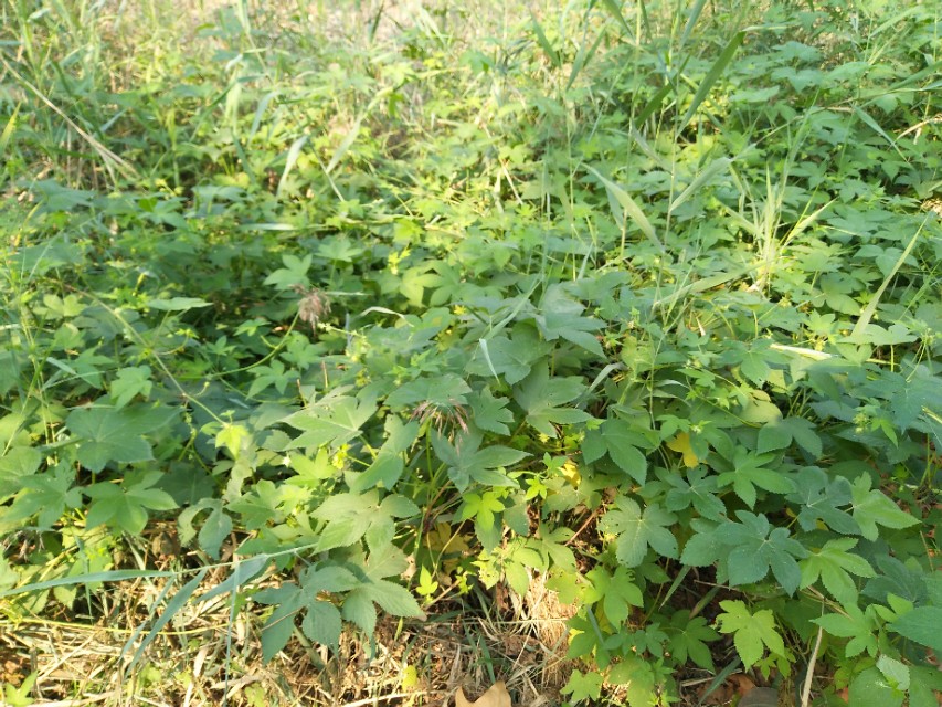 野地里带刺的植物叫什么,容易让人花粉过敏的植物